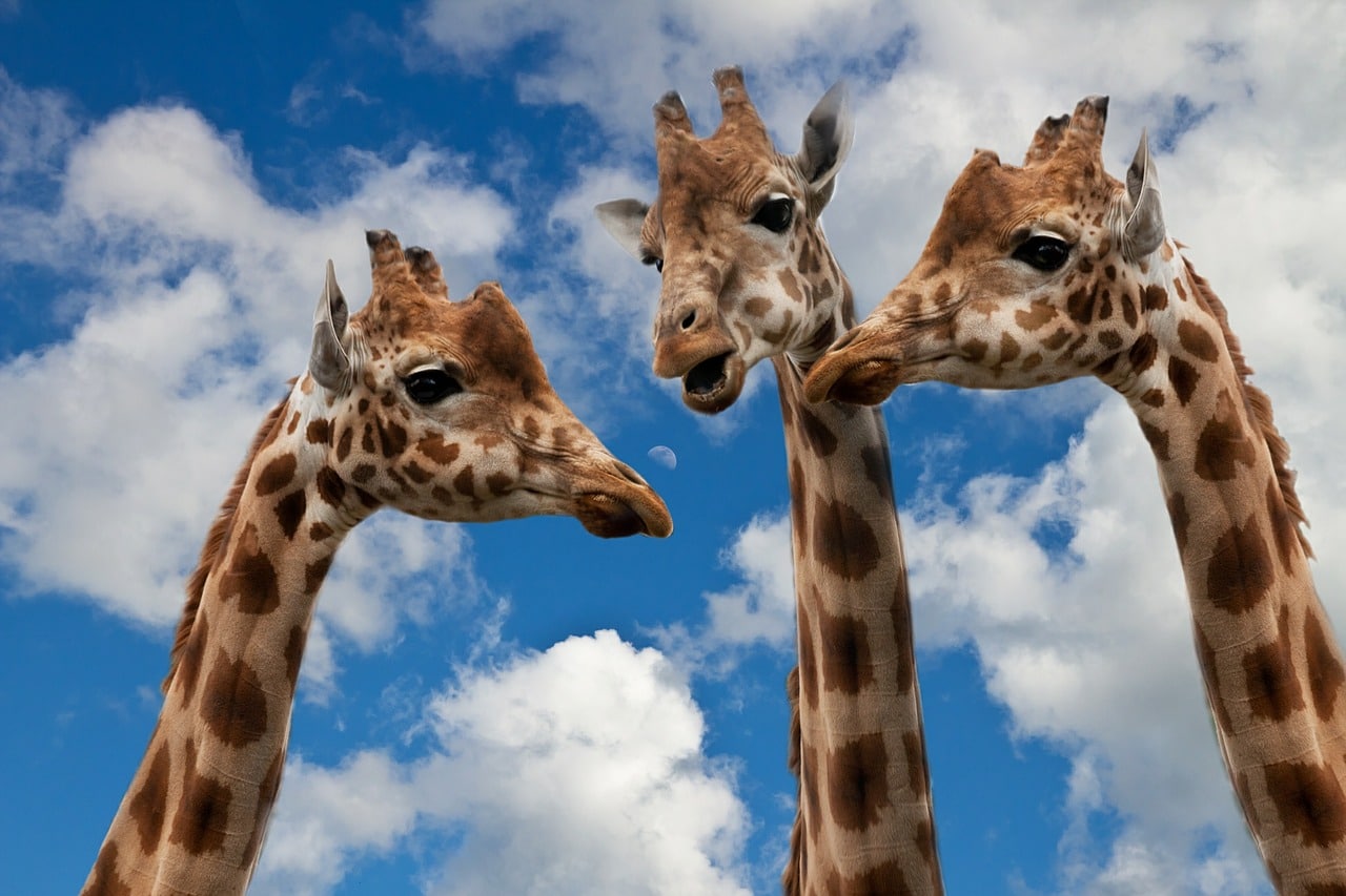 https://mx7.horasis.org/wp-content/uploads/giraffes-627031_1280.jpg